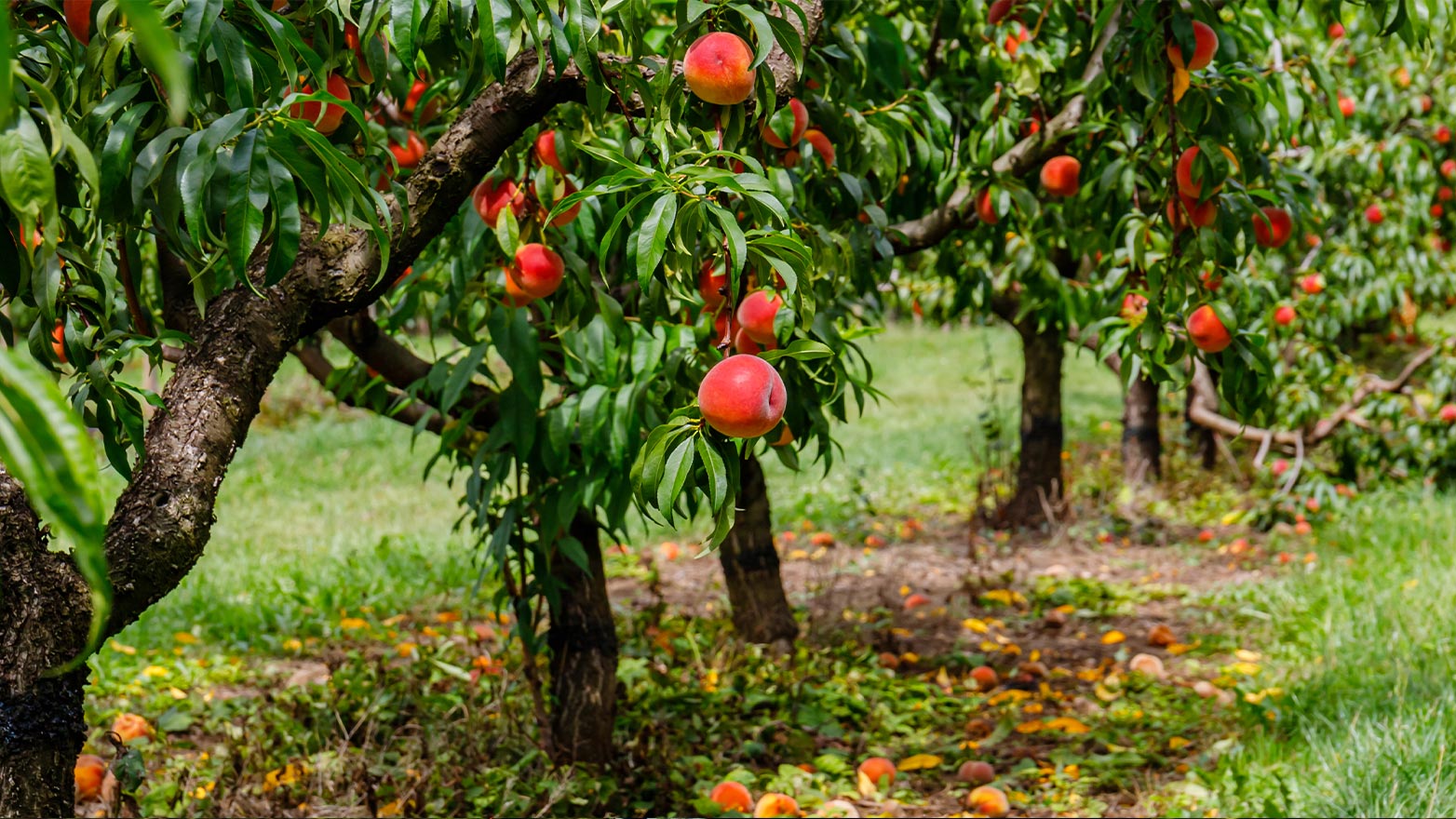 Comment protéger vos arbres fruitiers du froid 