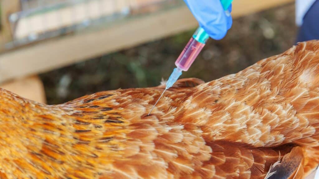 Grippe aviaire : Vaccination poules