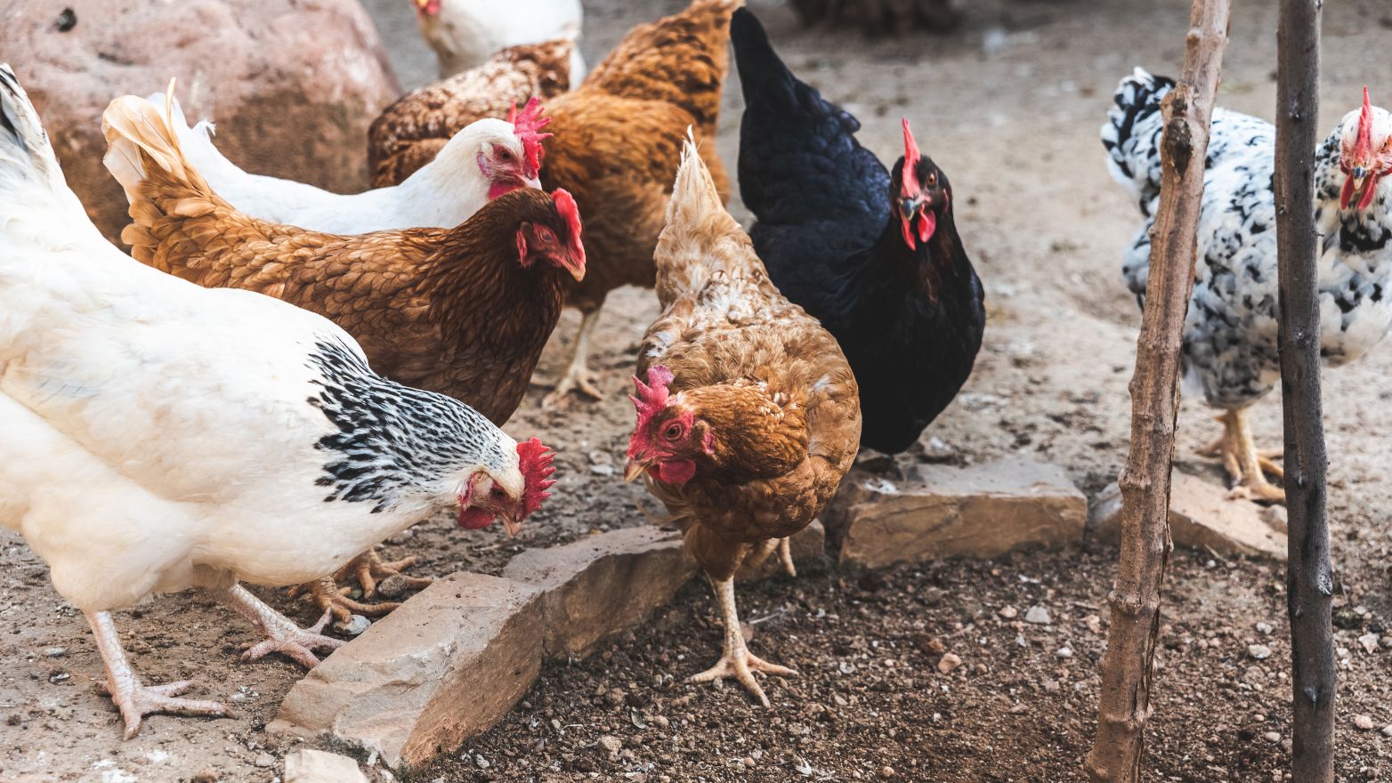 Grippe aviaire : règlementation