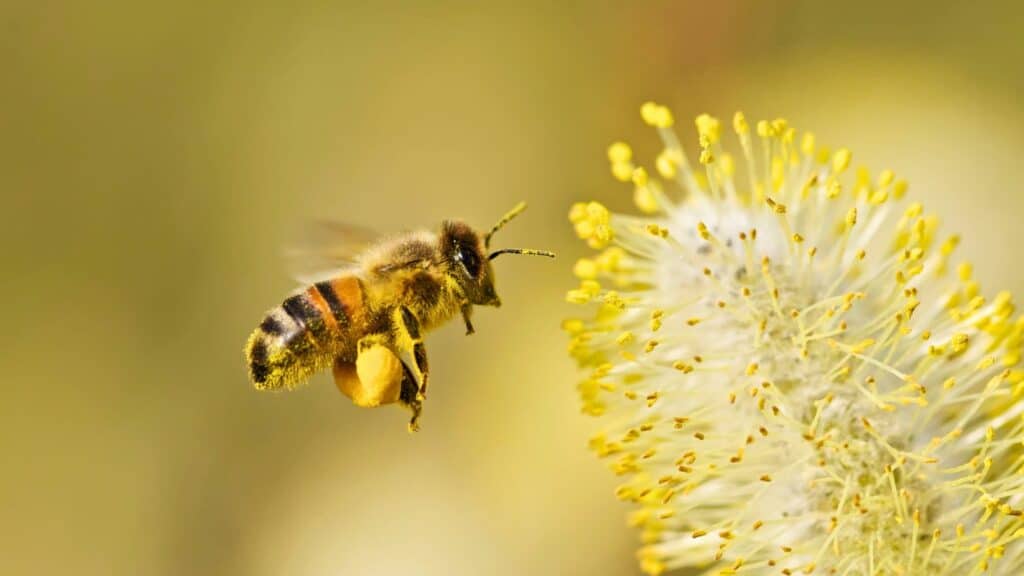 Abeille, débutant apiculture