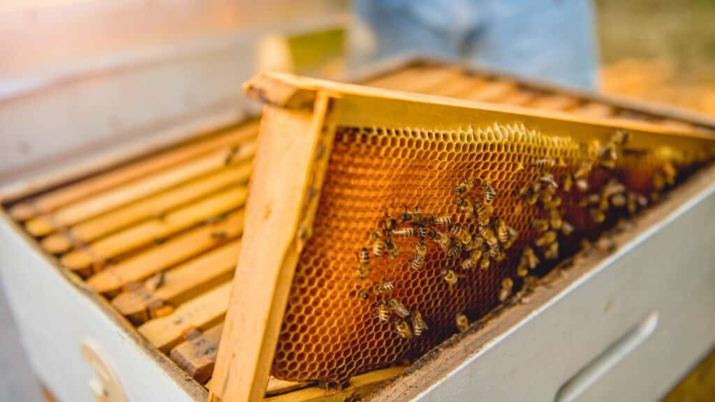 Débuter en apiculture, récolte miel