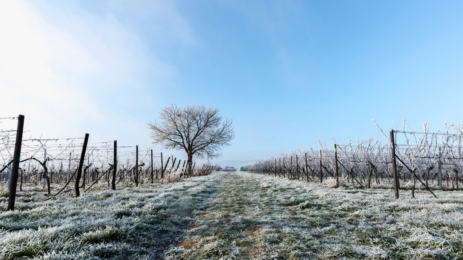 Protéger les vignes des gelées tardives
