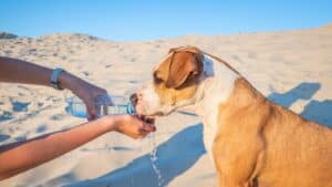 Gérer ses animaux de compagnie pour les vacances d'été