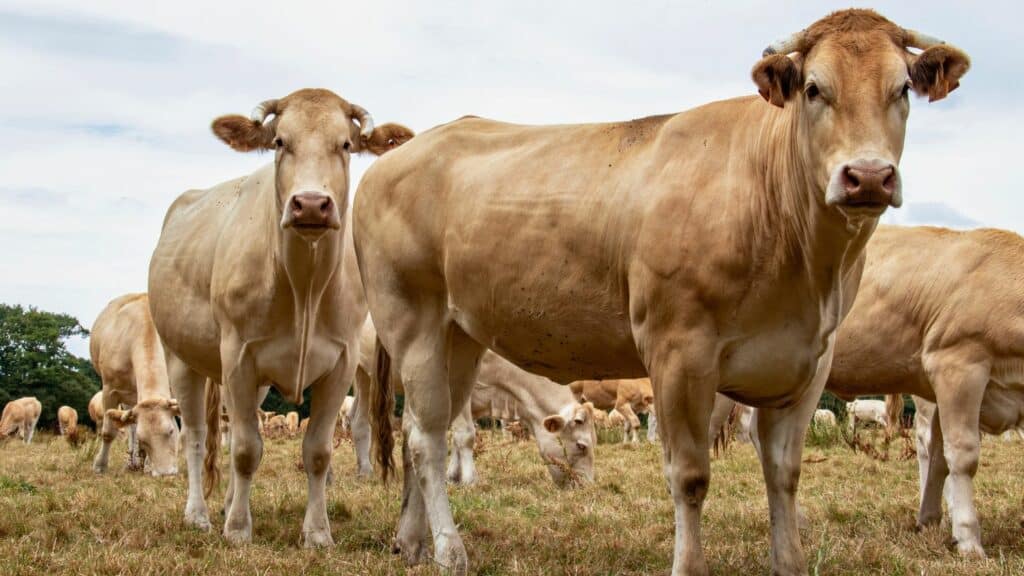 vache Blonde d'Aquitaine