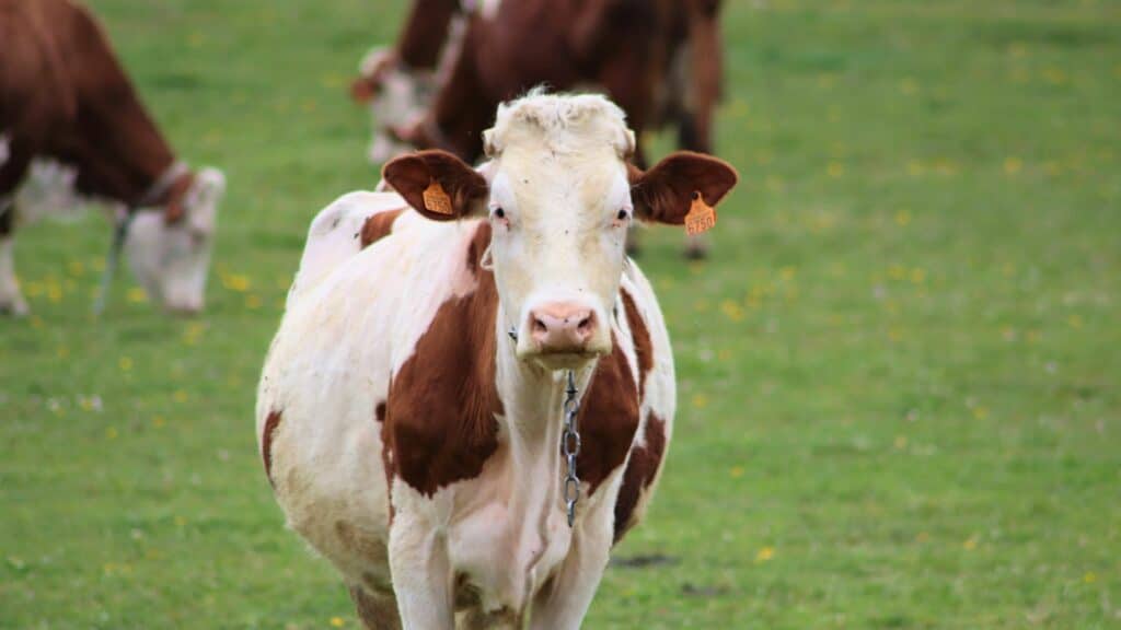 vache Montbéliarde