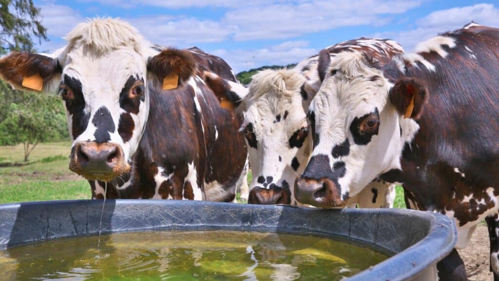 vache Normande