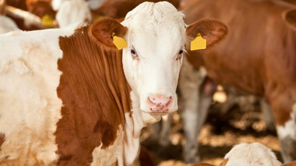 vache Simmental française