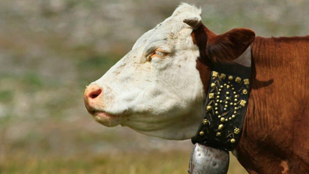 Vache Tarentaise