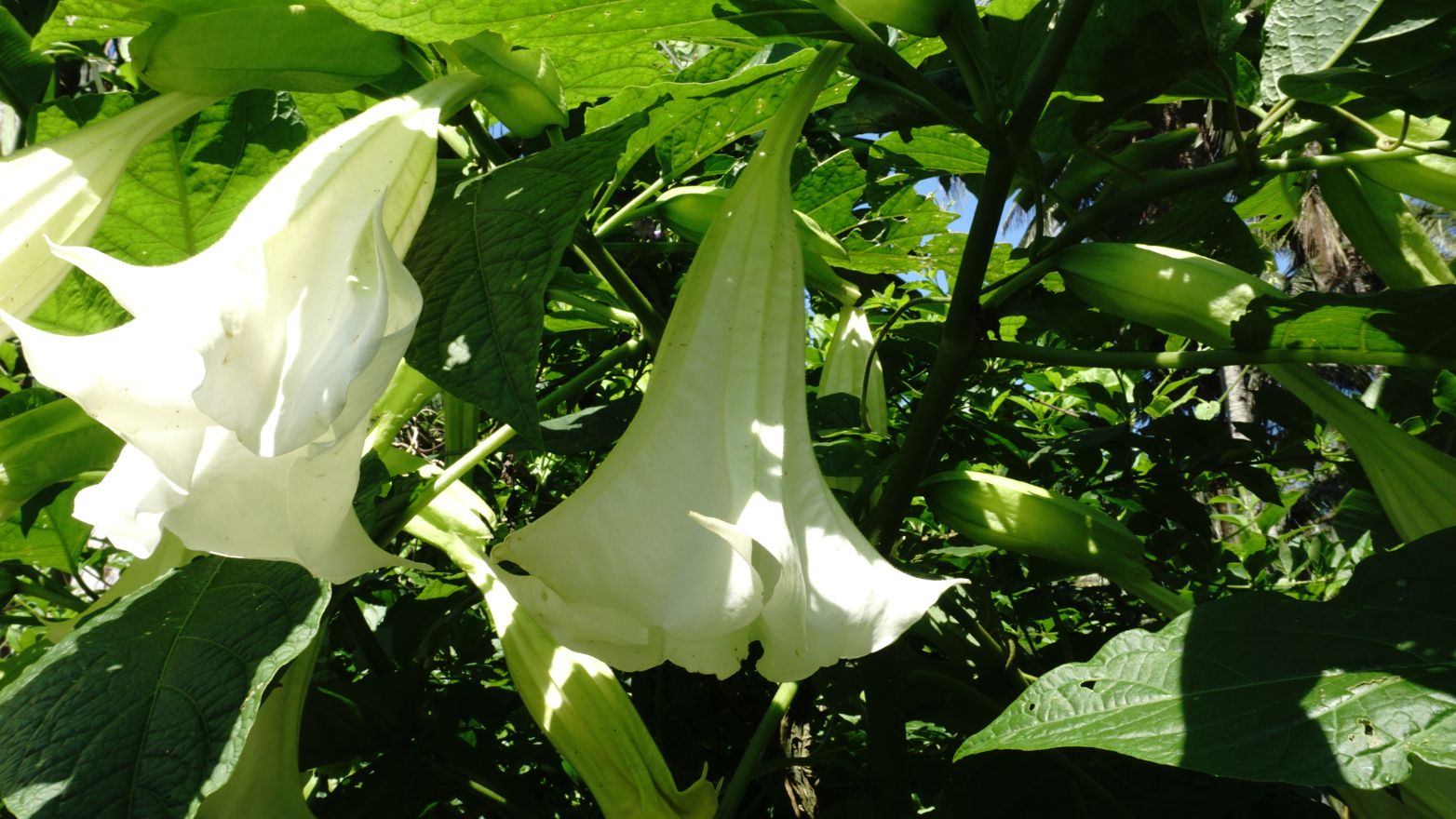 Datura toxique bovin