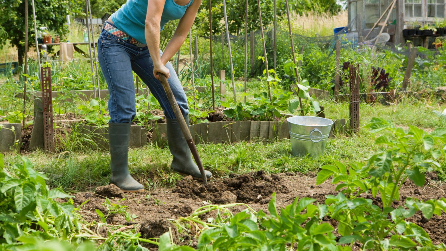 Bêchage potager hiver