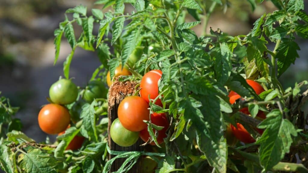 Plantation tomate hiver sous serre