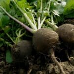 Légumes anciens : radis Noir Gros Rond d'Hiver