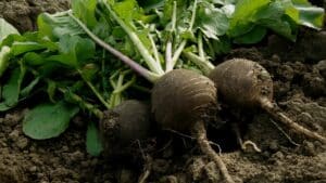 Légumes anciens : radis Noir Gros Rond d'Hiver