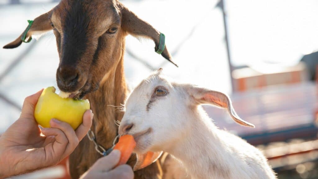 Alimentation chèvre été