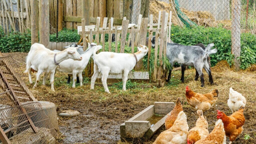 Chaleur animaux été