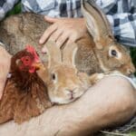 Protéger animaux ferme canicule