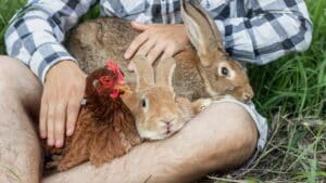 Protéger animaux ferme canicule