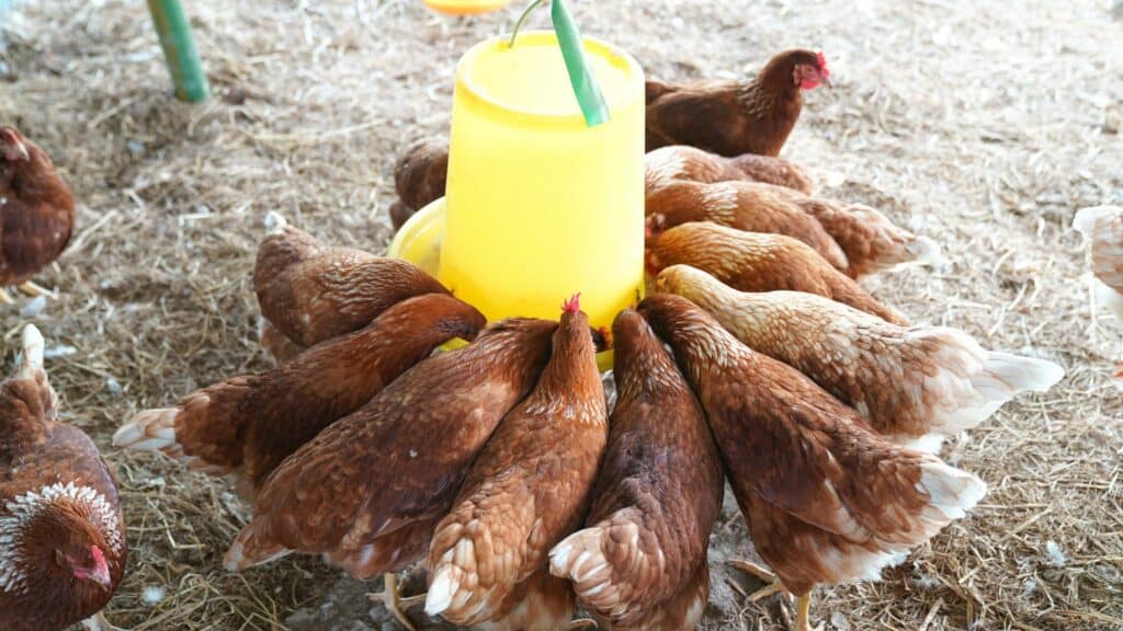 Eau fraîche poule été