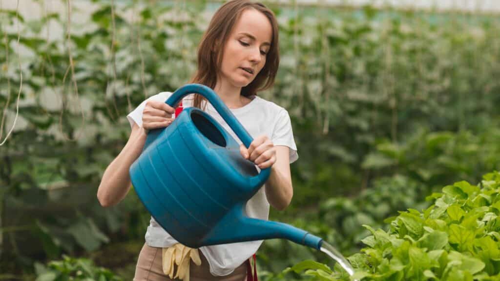 Arrosage potager été