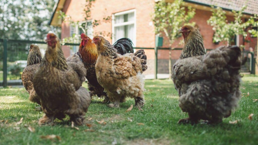 Poules élevées par un particulier