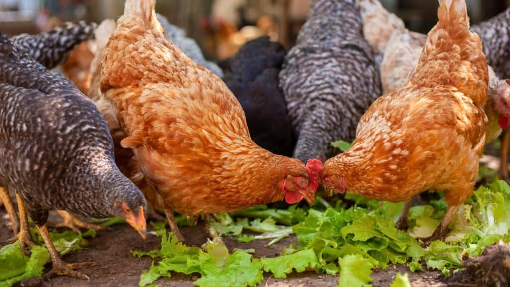 Poules nourriture