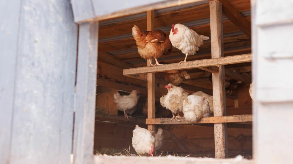 Poules élevées en plein air particulier