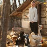 Loi pour un élevage de poule particulier