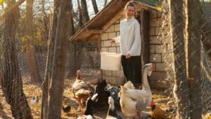 Loi pour un élevage de poule particulier