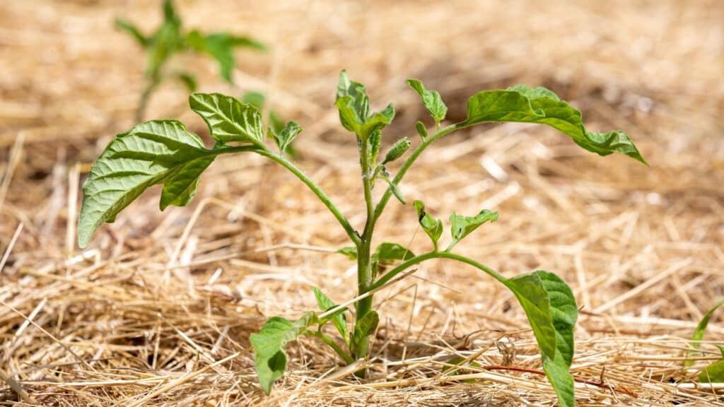 Paillage pieds tomates été