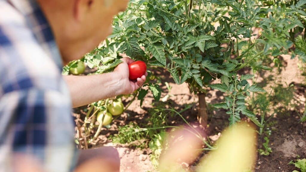 Récolte légumes fruits été (tomates)