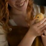 Comment intégrer poussins au poulailler en toute sécurité