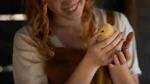 Comment intégrer poussins au poulailler en toute sécurité