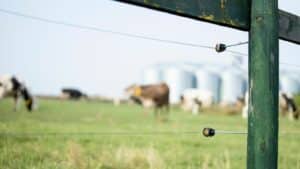 Clôture électrique difficile : végétation et humidité