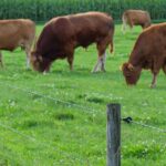 Clôture électrique d'élevage : réussir votre installation