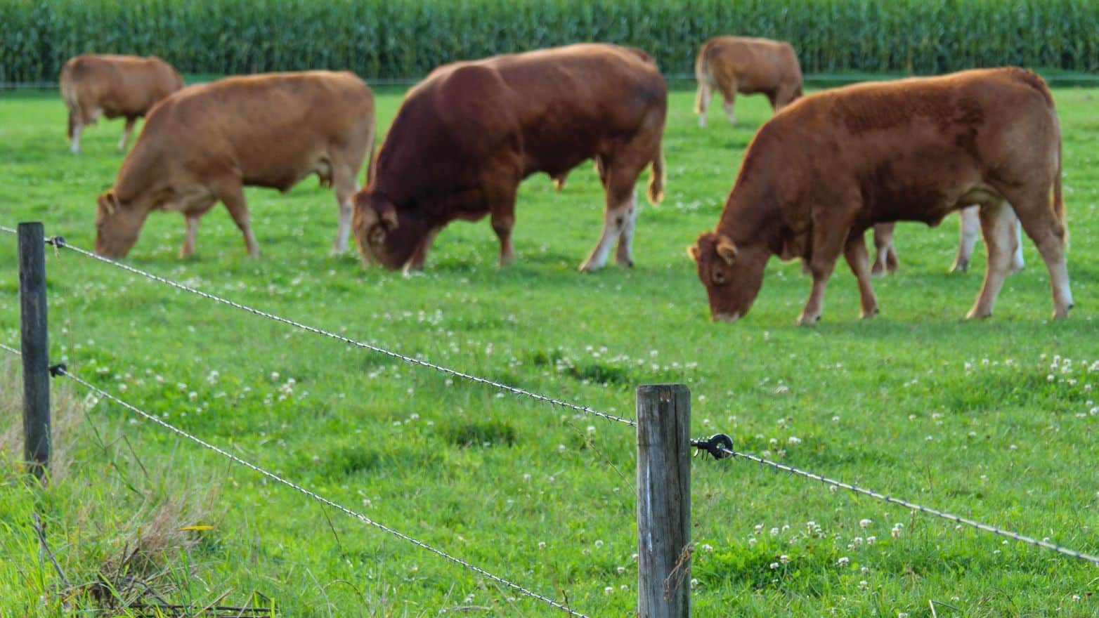 Clôture électrique d'élevage : réussir votre installation