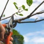 Taille arbres et arbustes | Guide et calendrier