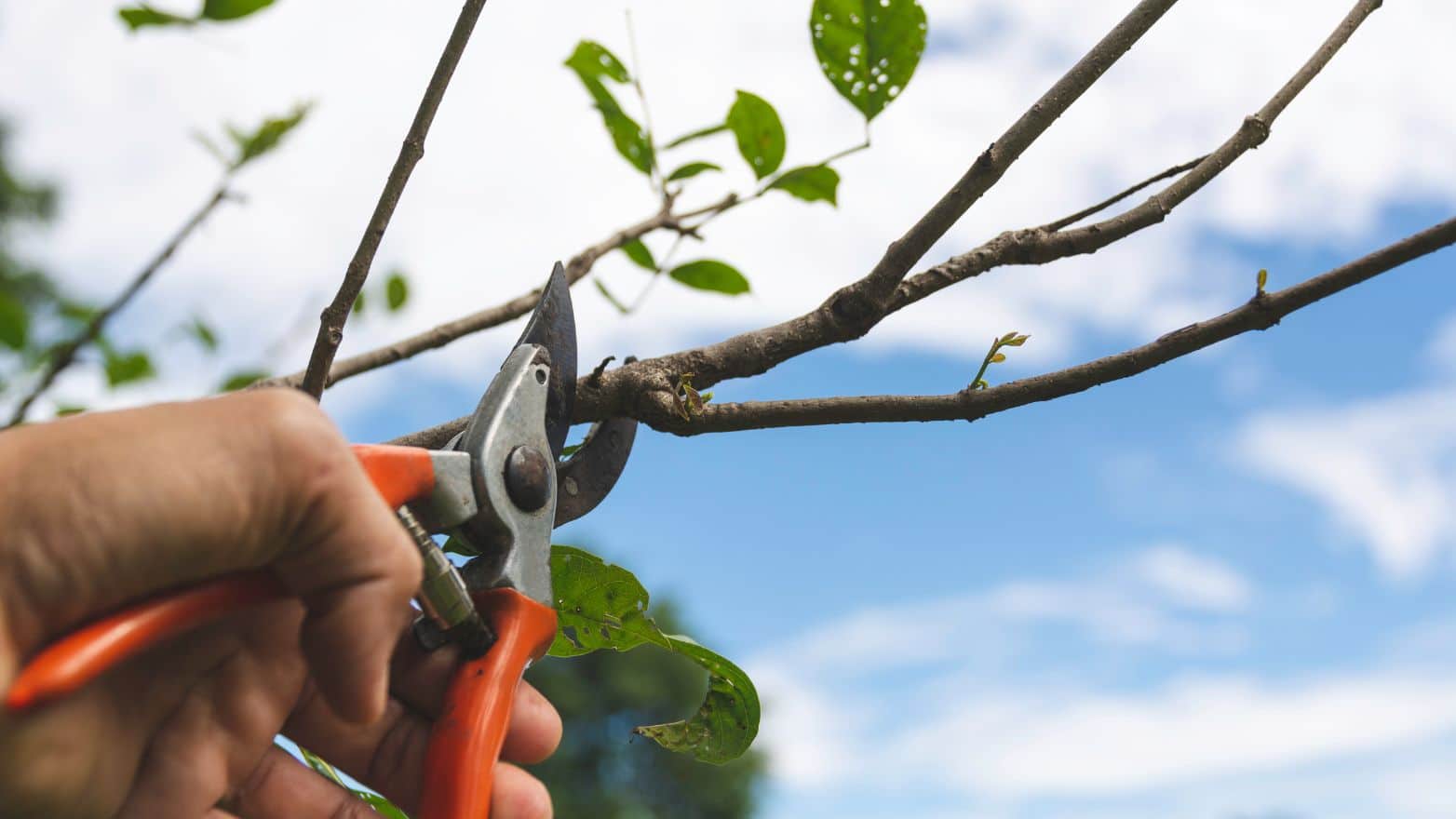 Taille arbres et arbustes | Guide et calendrier