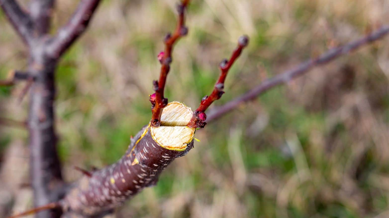 Greffe d'un arbre fruitier