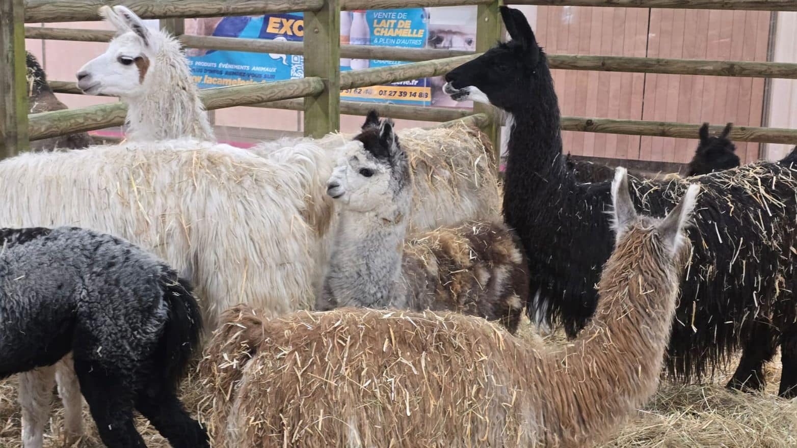 Salon de l'agriculture lamas alpagas