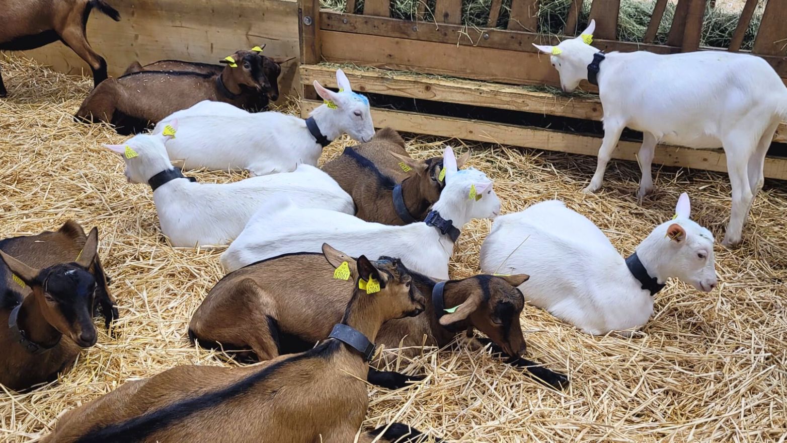 Salon de l'agriculture chèvres