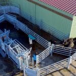 La contention bovine : un investissement stratégique pour la sécurité et la rentabilité