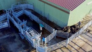 La contention bovine : un investissement stratégique pour la sécurité et la rentabilité