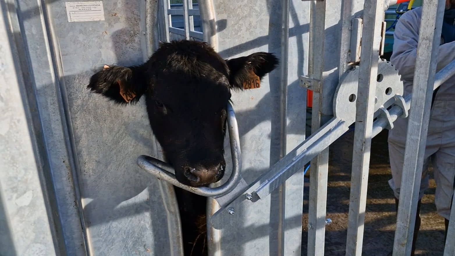 La contention bovine