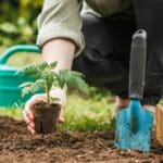 Que planter au potager en mars ?