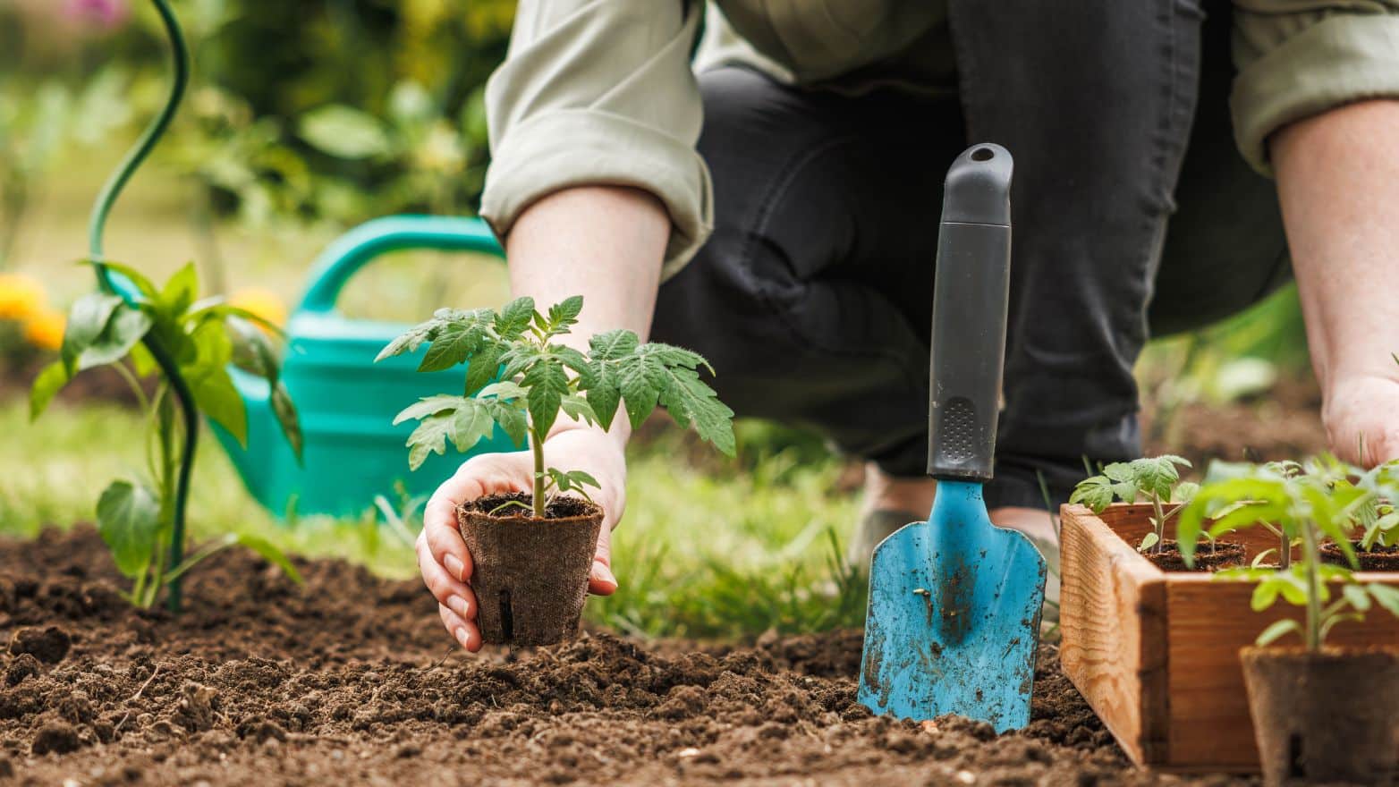 Que planter au potager en mars ?