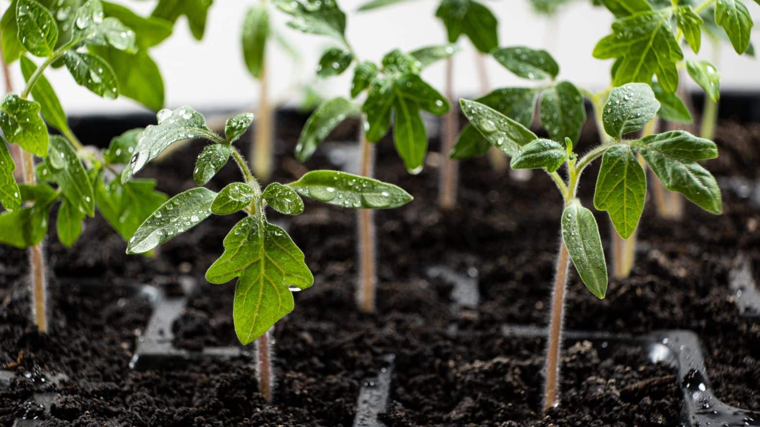 Semis printemps potager