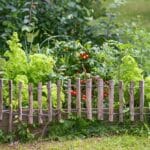 Réussir votre premier potager débutant : le guide pratique