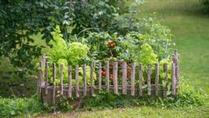 Réussir votre premier potager débutant : le guide pratique