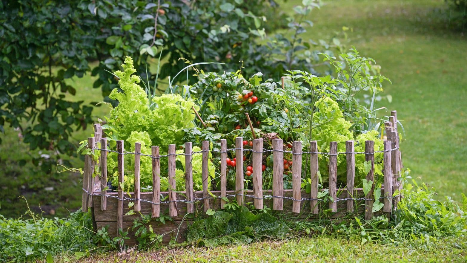 Réussir votre premier potager débutant : le guide pratique