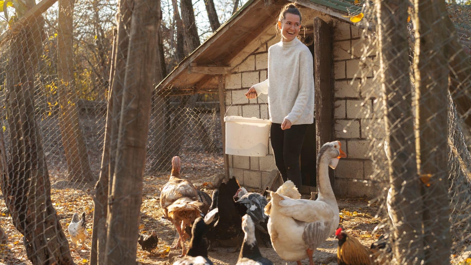 Nettoyage de printemps de votre poulailler